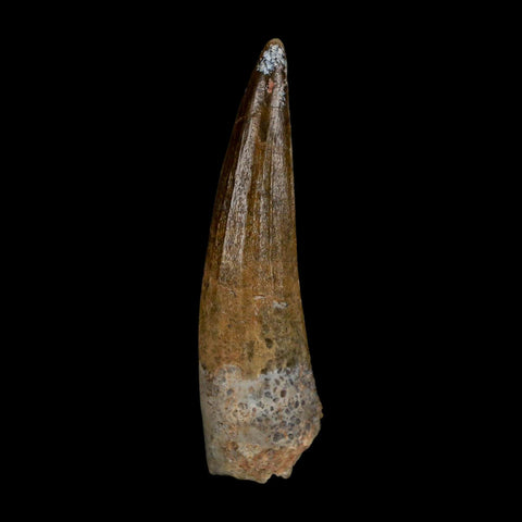 1.8" Suchomimus Fossil Tooth Cretaceous Spinosaurid Dinosaur Elraz FM Niger COA - Fossil Age Minerals