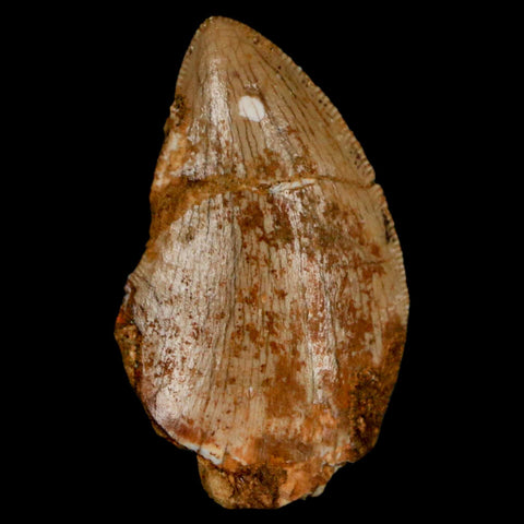 1.3" Carcharodontosaurus Fossil Tooth Cretaceous Dinosaur Morocco COA, Display - Fossil Age Minerals
