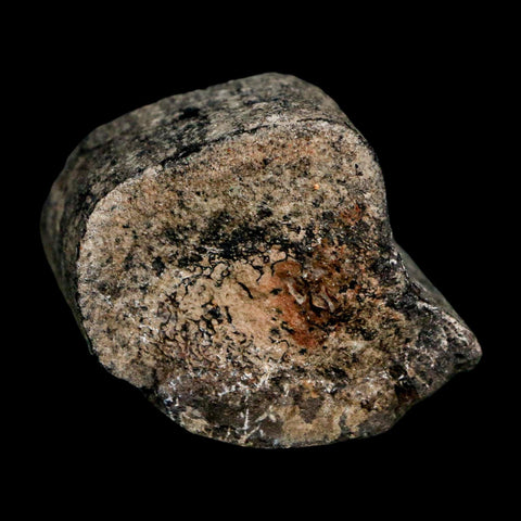 1.7" Allosaurus Fossil Rib Bone Morrison FM Colorado Jurassic Dinosaur COA Stand