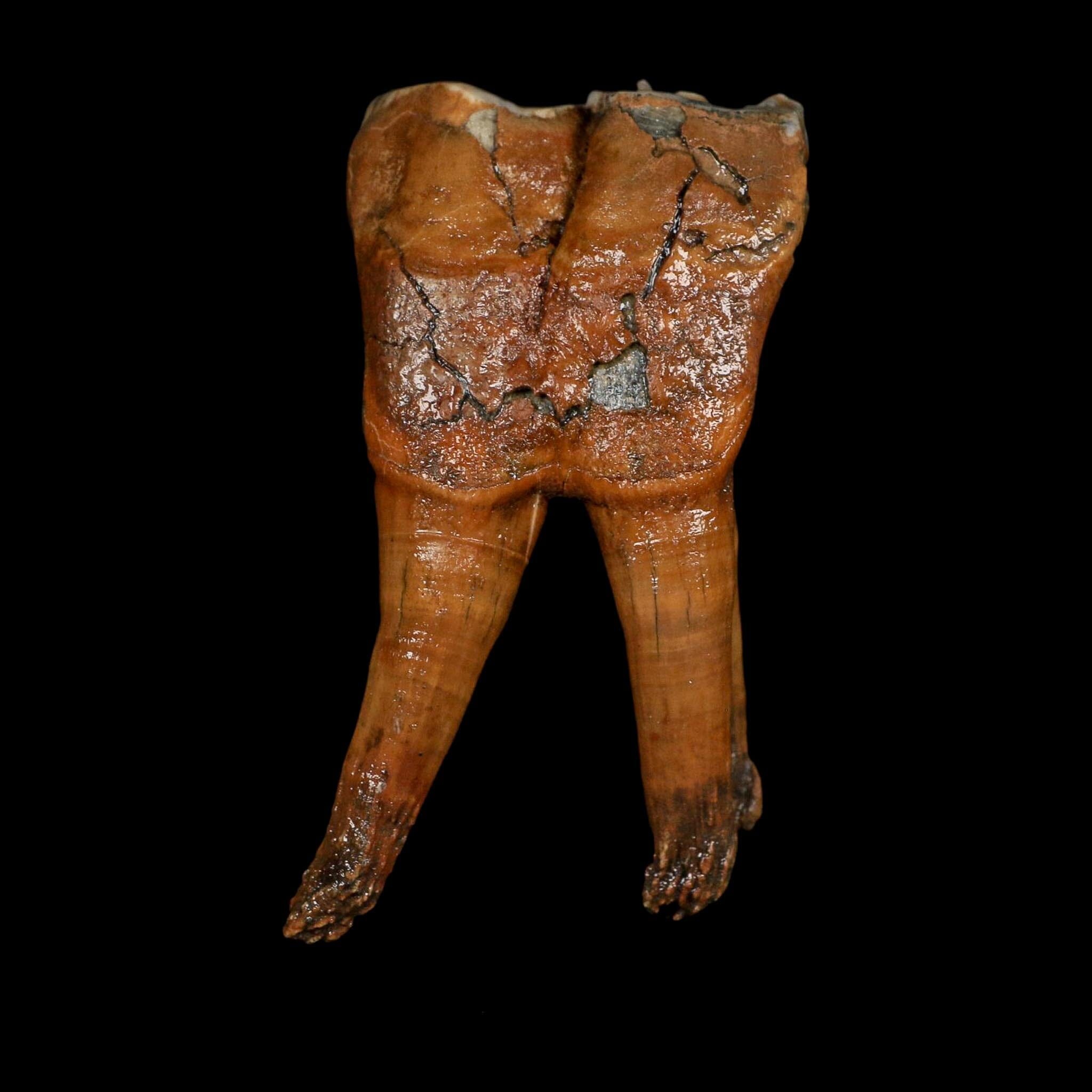 4" Woolly Rhinoceros Fossil Rooted Tooth Pleistocene Age Megafauna Russia COA