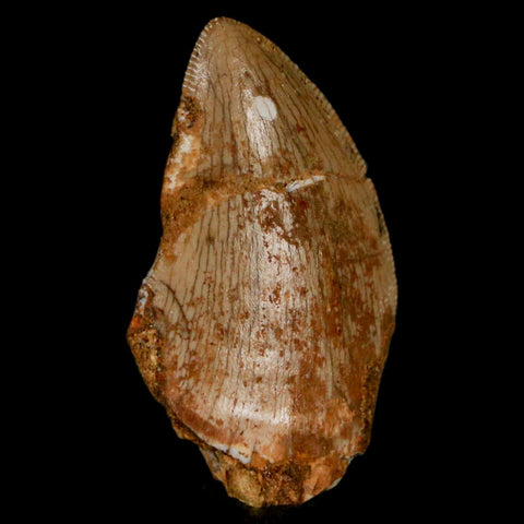 1.3" Carcharodontosaurus Fossil Tooth Cretaceous Dinosaur Morocco COA, Display - Fossil Age Minerals
