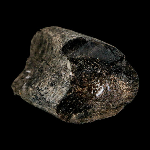 1.7" Allosaurus Fossil Rib Bone Morrison FM Colorado Jurassic Dinosaur COA Stand