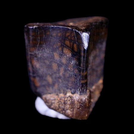 0.4" Lambeosaurus Fossil Tooth Judith River FM Montana Cretaceous Dinosaur COA