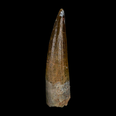 1.8" Suchomimus Fossil Tooth Cretaceous Spinosaurid Dinosaur Elraz FM Niger COA
