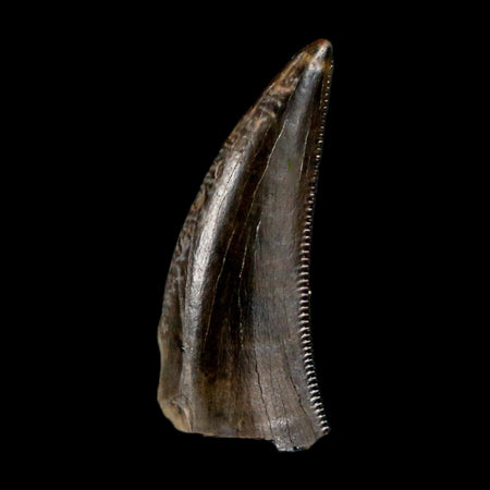 0.8" Saurornitholestes Raptor Serrated Tooth Fossil Judith River FM MT COA, Display
