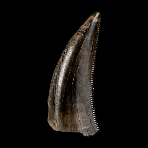0.8" Saurornitholestes Raptor Serrated Tooth Fossil Judith River FM MT COA, Display