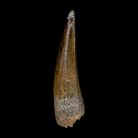 1.8" Suchomimus Fossil Tooth Cretaceous Spinosaurid Dinosaur Elraz FM Niger COA - Fossil Age Minerals