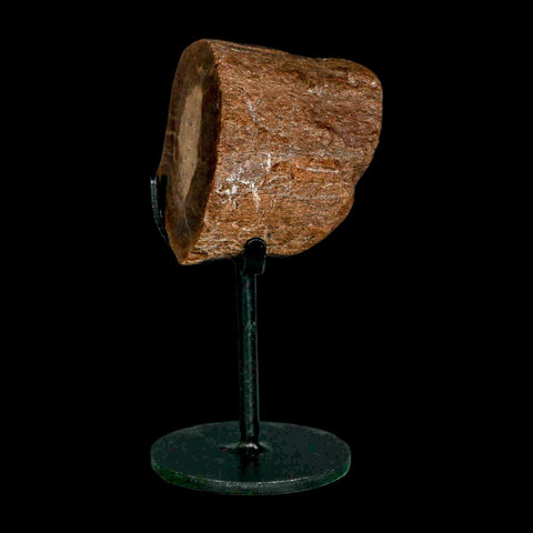 2.2" Allosaurus Fossil Metatarsal Bone Morrison FM Colorado Jurassic Dinosaur COA Stand