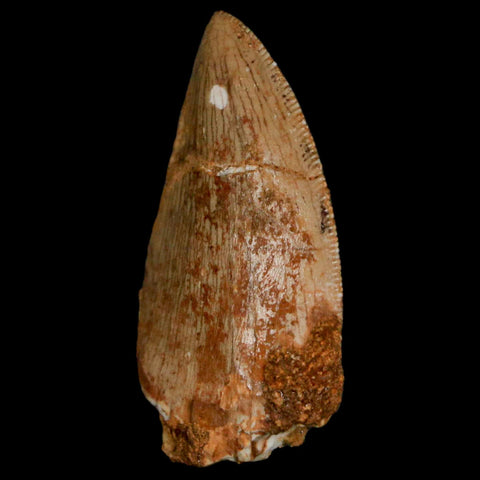 1.3" Carcharodontosaurus Fossil Tooth Cretaceous Dinosaur Morocco COA, Display - Fossil Age Minerals
