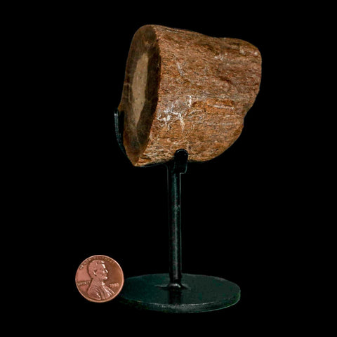 2.2" Allosaurus Fossil Metatarsal Bone Morrison FM Colorado Jurassic Dinosaur COA Stand