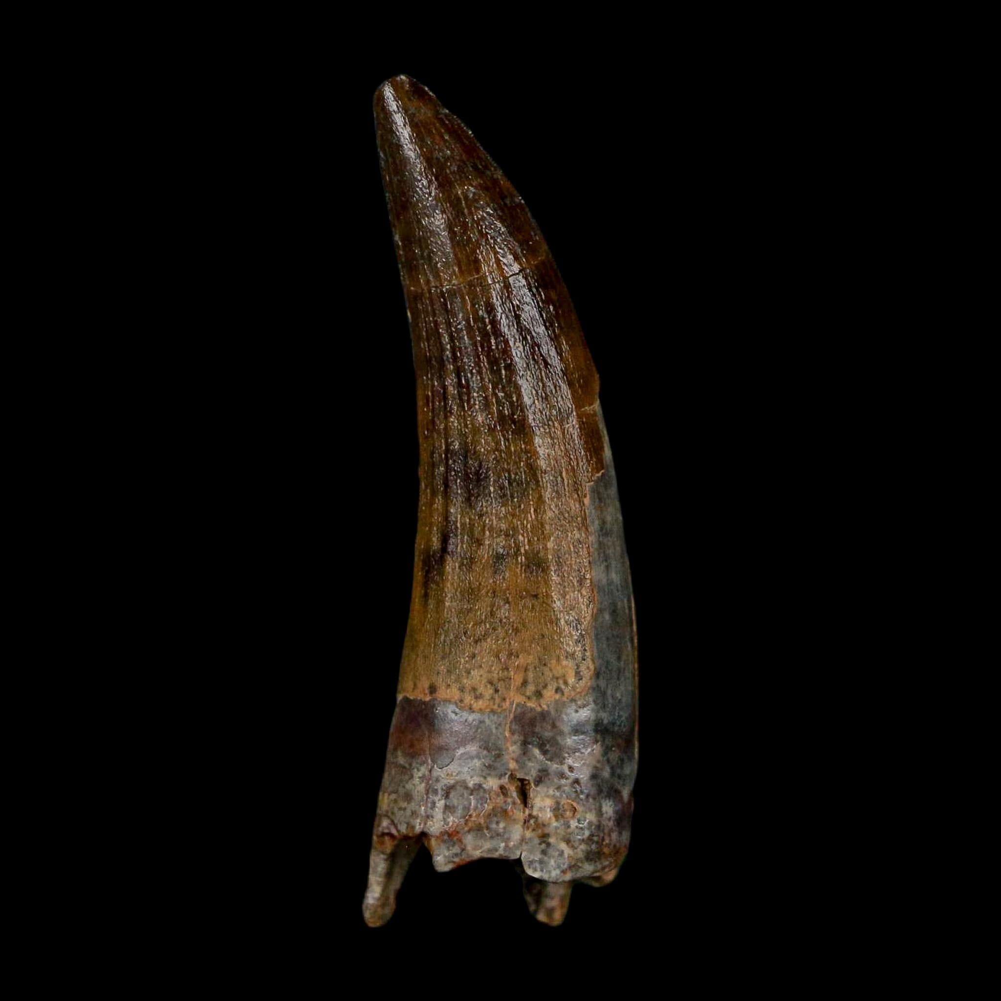 1.4" Suchomimus Fossil Tooth Cretaceous Spinosaurid Dinosaur Elraz FM Niger COA - Fossil Age Minerals
