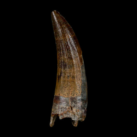 1.4" Suchomimus Fossil Tooth Cretaceous Spinosaurid Dinosaur Elraz FM Niger COA - Fossil Age Minerals