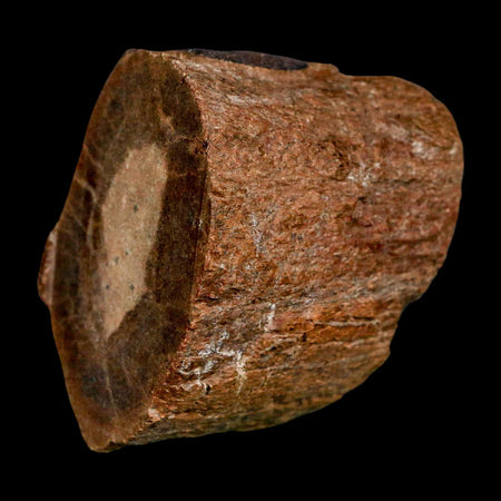 2.2" Allosaurus Fossil Metatarsal Bone Morrison FM Colorado Jurassic Dinosaur COA Stand