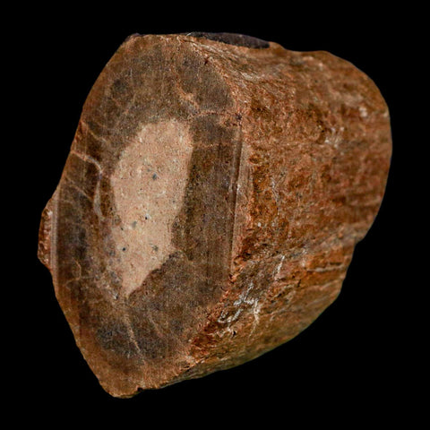 2.2" Allosaurus Fossil Metatarsal Bone Morrison FM Colorado Jurassic Dinosaur COA Stand