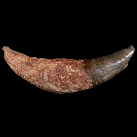 6" Archaeotherium Entelodont Pig Canine Fossil Tooth Oligocene Age Badlands SD