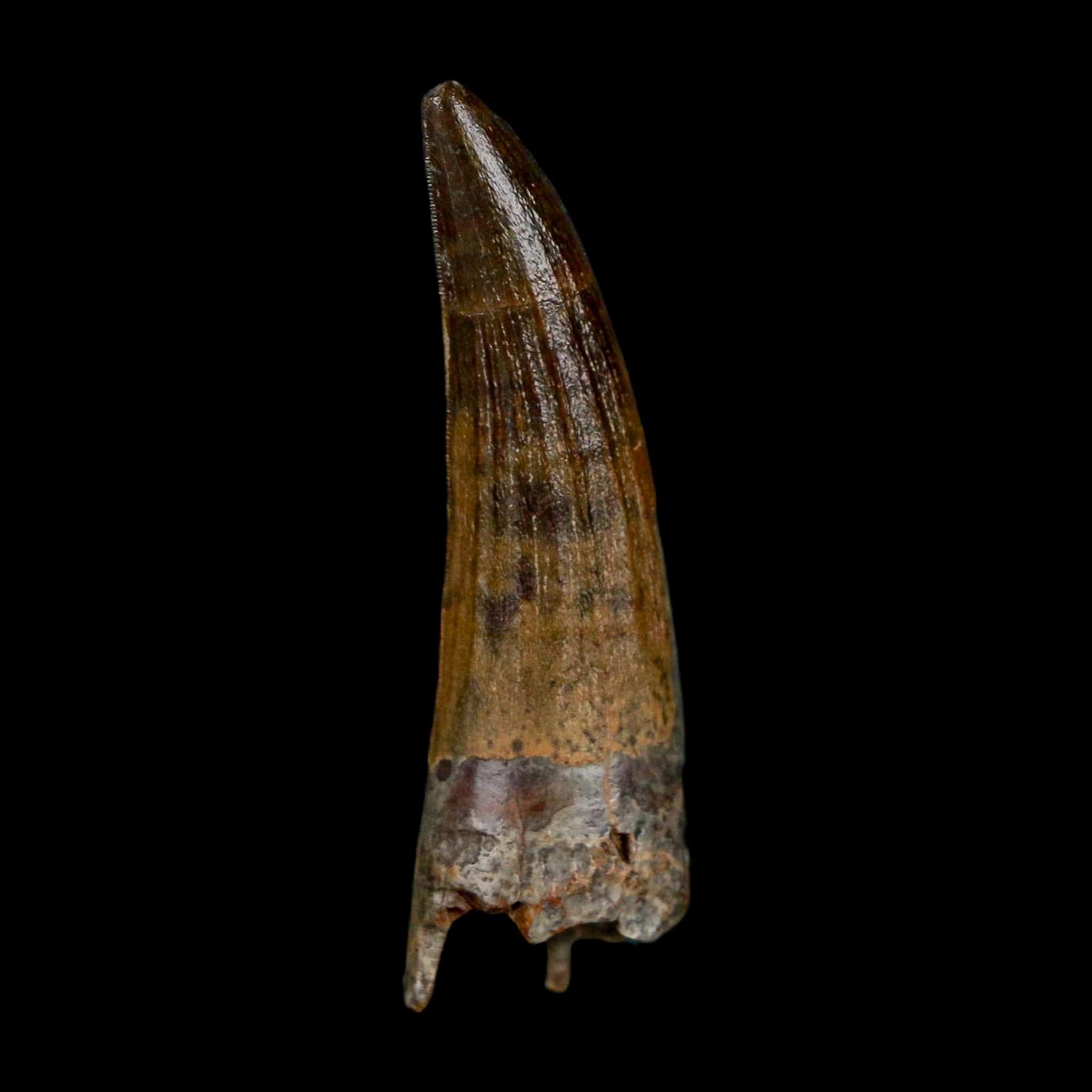 1.4" Suchomimus Fossil Tooth Cretaceous Spinosaurid Dinosaur Elraz FM Niger COA - Fossil Age Minerals