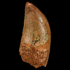 Carcharodontosaurus Fossil Teeth