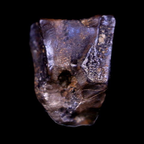 0.4" Lambeosaurus Fossil Tooth Judith River FM Montana Cretaceous Dinosaur COA - Fossil Age Minerals