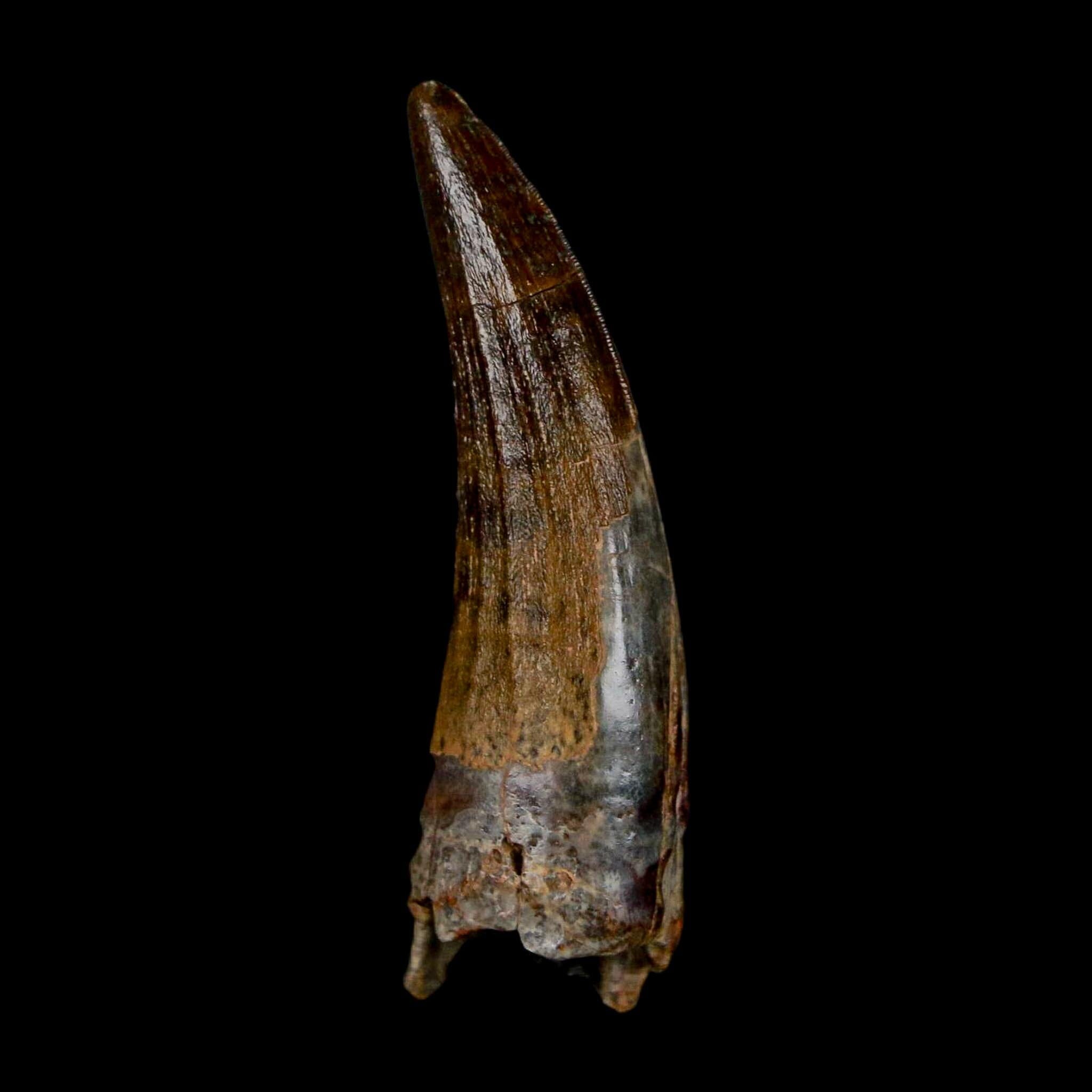 1.4" Suchomimus Fossil Tooth Cretaceous Spinosaurid Dinosaur Elraz FM Niger COA - Fossil Age Minerals