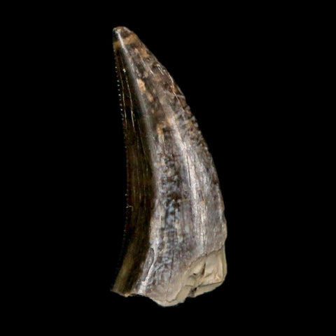 0.8" Saurornitholestes Raptor Serrated Tooth Fossil Judith River FM MT COA, Display