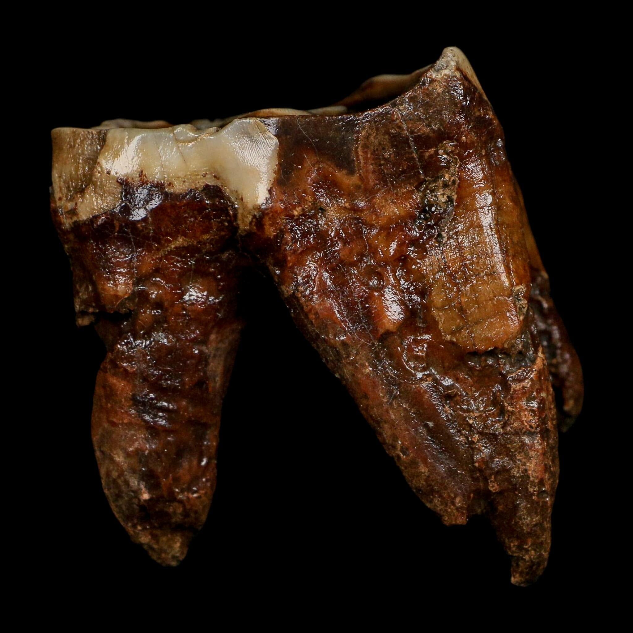 2.7" Woolly Rhinoceros Fossil Rooted Tooth Pleistocene Age Megafauna Russia COA