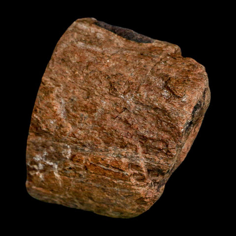 2.2" Allosaurus Fossil Metatarsal Bone Morrison FM Colorado Jurassic Dinosaur COA Stand