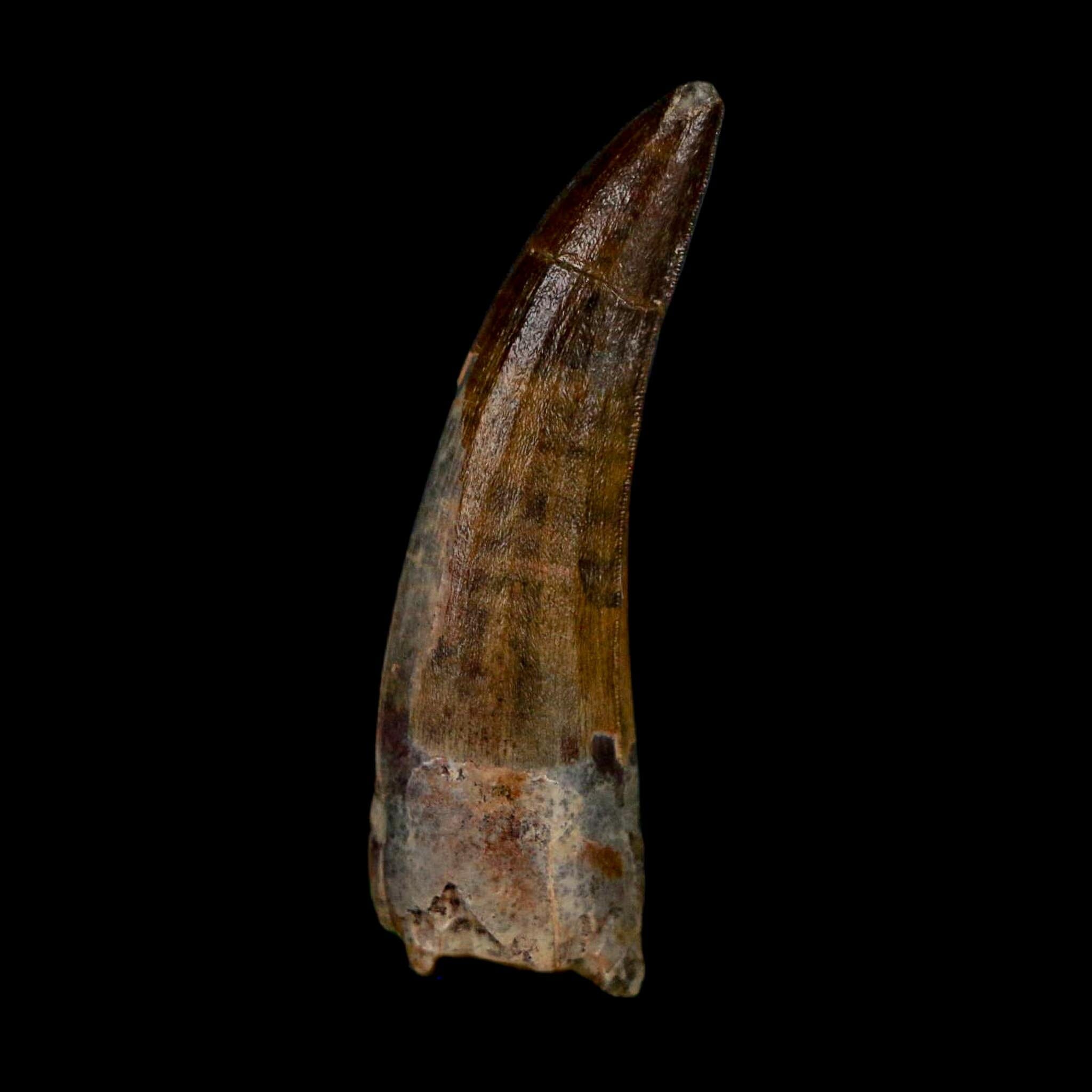 1.4" Suchomimus Fossil Tooth Cretaceous Spinosaurid Dinosaur Elraz FM Niger COA - Fossil Age Minerals
