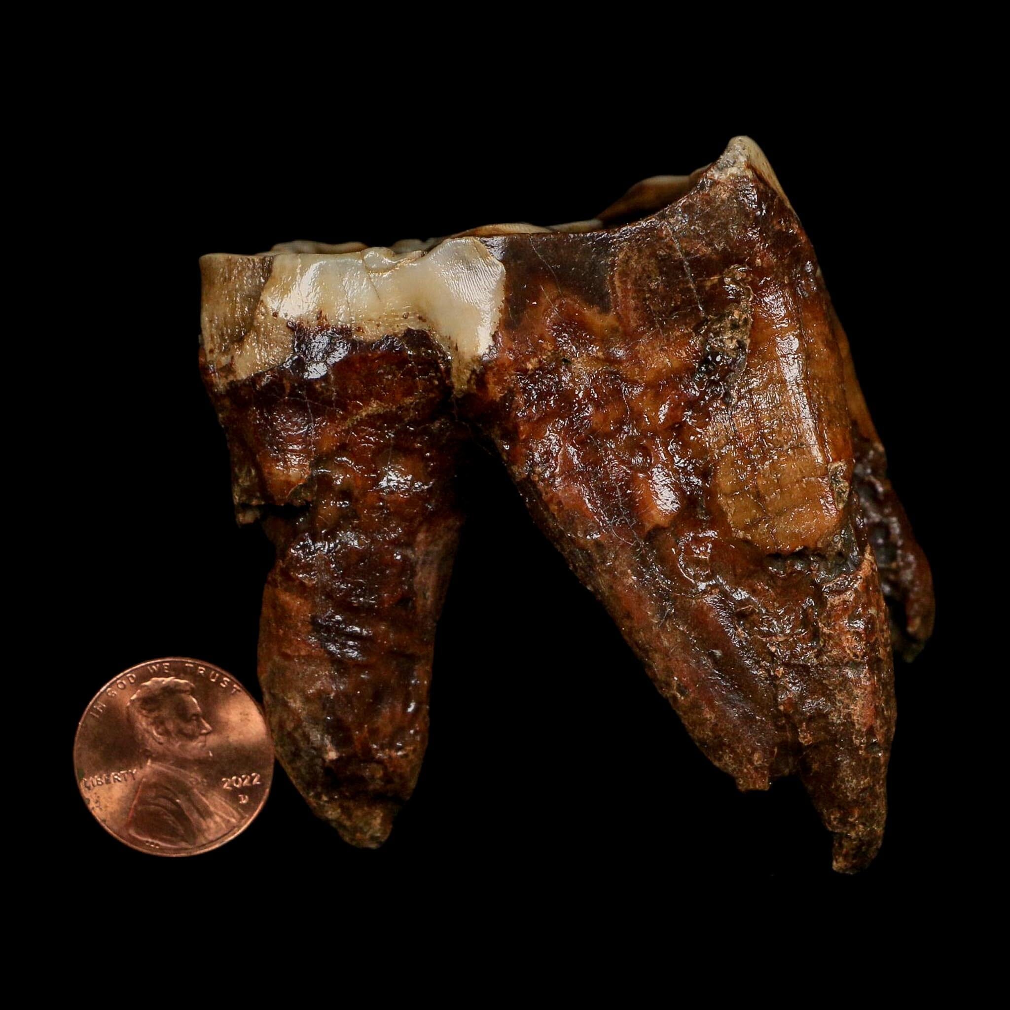 2.7" Woolly Rhinoceros Fossil Rooted Tooth Pleistocene Age Megafauna Russia COA