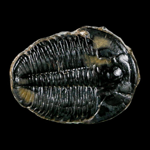 1.4" Elrathia Kingi Trilobite Fossil Utah Cambrian Age 521 Million Years Old COA - Fossil Age Minerals