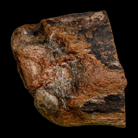 2.2" Allosaurus Fossil Metatarsal Bone Morrison FM Colorado Jurassic Dinosaur COA Stand