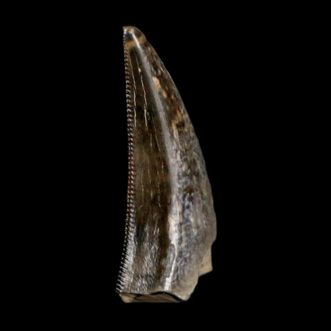 0.8" Saurornitholestes Raptor Serrated Tooth Fossil Judith River FM MT COA, Display