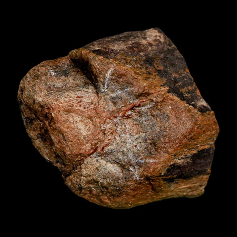 2.2" Allosaurus Fossil Metatarsal Bone Morrison FM Colorado Jurassic Dinosaur COA Stand