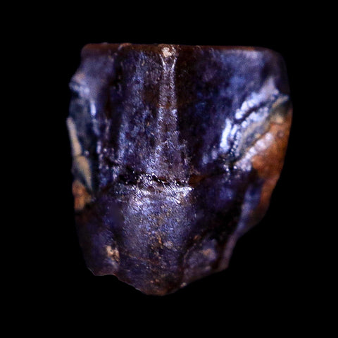 0.4" Lambeosaurus Fossil Tooth Judith River FM Montana Cretaceous Dinosaur COA - Fossil Age Minerals