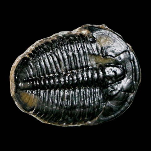 1.4" Elrathia Kingi Trilobite Fossil Utah Cambrian Age 521 Million Years Old COA - Fossil Age Minerals