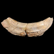 5.9" Archaeotherium Entelodont Pig Canine Fossil Tooth Oligocene Age Badlands SD
