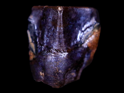 0.4" Lambeosaurus Fossil Tooth Judith River FM Montana Cretaceous Dinosaur COA - Fossil Age Minerals