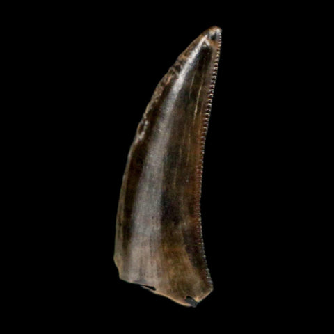 0.8" Saurornitholestes Raptor Serrated Tooth Fossil Judith River FM MT COA, Display