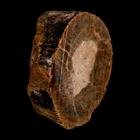 2.2" Allosaurus Fossil Metatarsal Bone Morrison FM Colorado Jurassic Dinosaur COA Stand