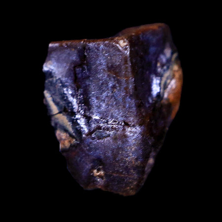 0.4" Lambeosaurus Fossil Tooth Judith River FM Montana Cretaceous Dinosaur COA