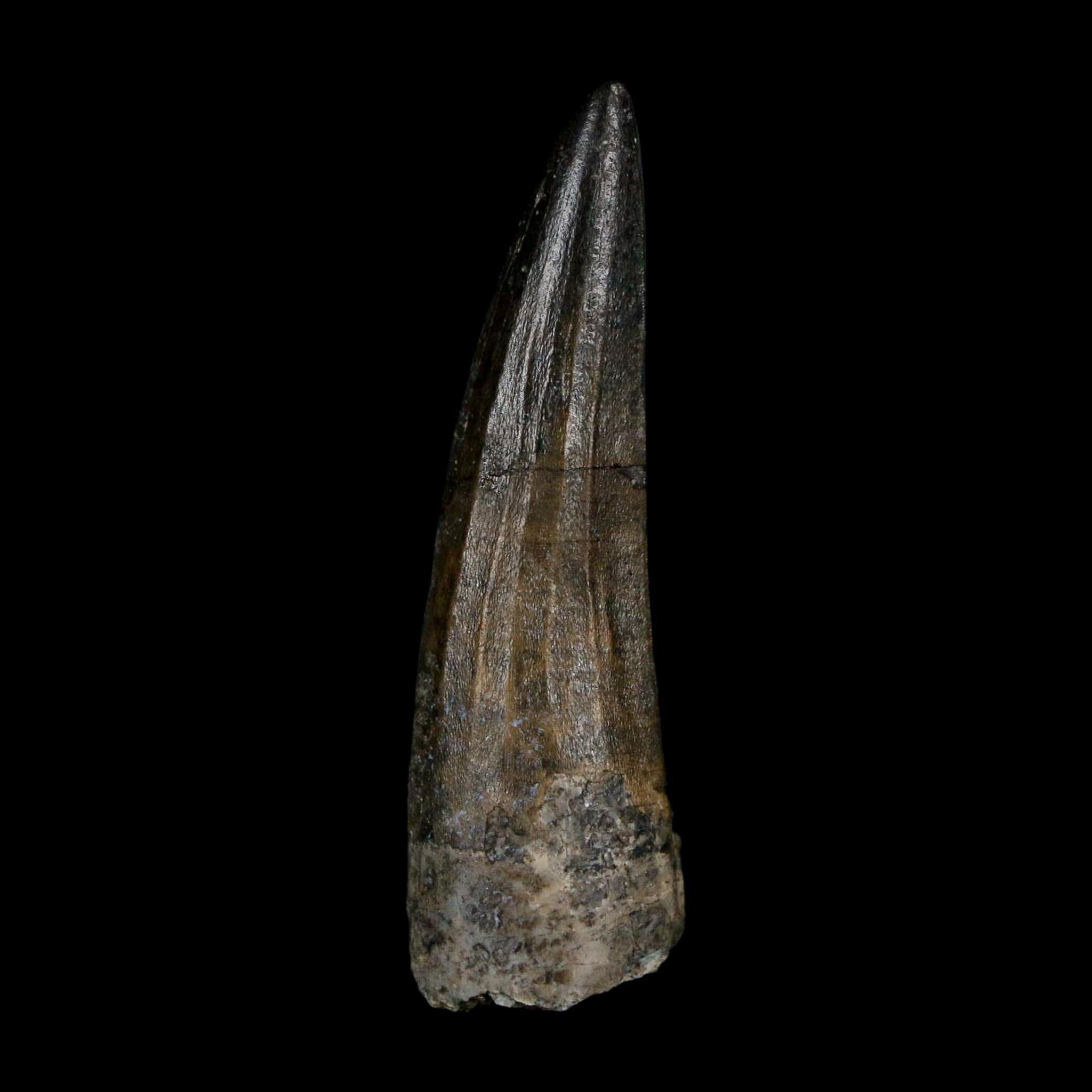 1.6" Suchomimus Fossil Tooth Cretaceous Spinosaurid Dinosaur Elraz FM Niger COA - Fossil Age Minerals