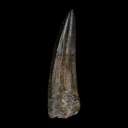1.6" Suchomimus Fossil Tooth Cretaceous Spinosaurid Dinosaur Elraz FM Niger COA