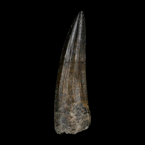 1.6" Suchomimus Fossil Tooth Cretaceous Spinosaurid Dinosaur Elraz FM Niger COA - Fossil Age Minerals