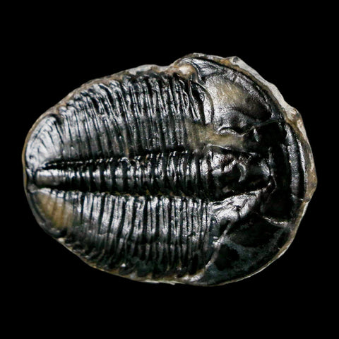 1.4" Elrathia Kingi Trilobite Fossil Utah Cambrian Age 521 Million Years Old COA - Fossil Age Minerals