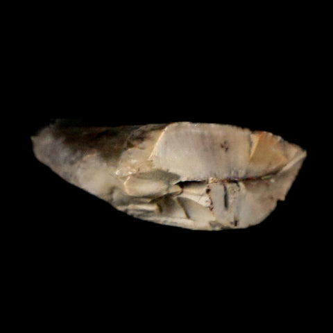 0.8" Saurornitholestes Raptor Serrated Tooth Fossil Judith River FM MT COA, Display