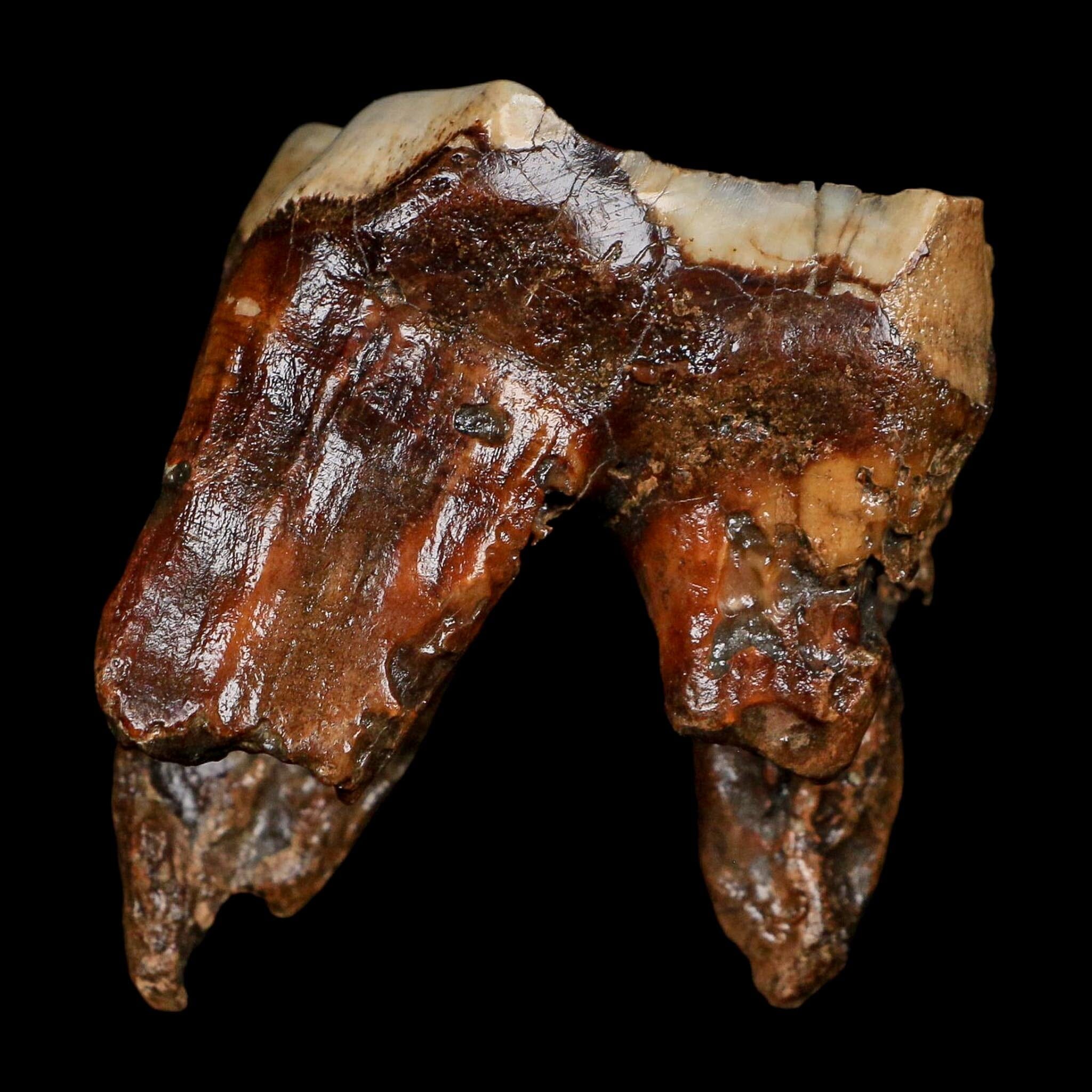 2.7" Woolly Rhinoceros Fossil Rooted Tooth Pleistocene Age Megafauna Russia COA