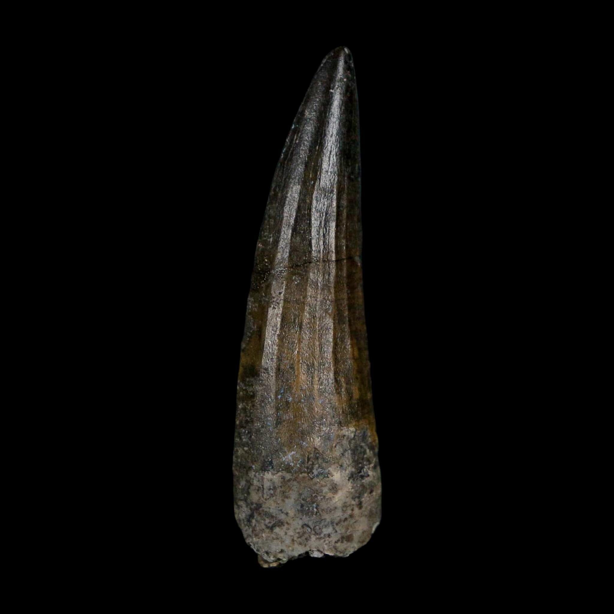 1.6" Suchomimus Fossil Tooth Cretaceous Spinosaurid Dinosaur Elraz FM Niger COA - Fossil Age Minerals