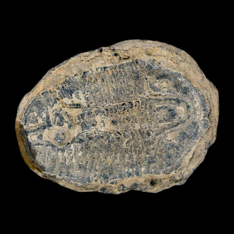 1.4" Elrathia Kingi Trilobite Fossil Utah Cambrian Age 521 Million Years Old COA - Fossil Age Minerals