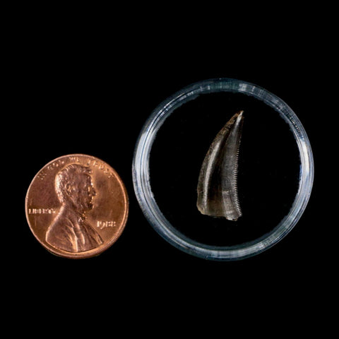 0.8" Saurornitholestes Raptor Serrated Tooth Fossil Judith River FM MT COA, Display