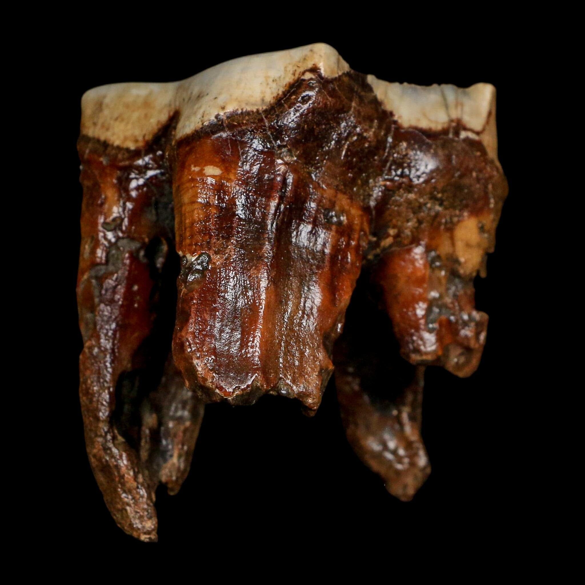2.7" Woolly Rhinoceros Fossil Rooted Tooth Pleistocene Age Megafauna Russia COA
