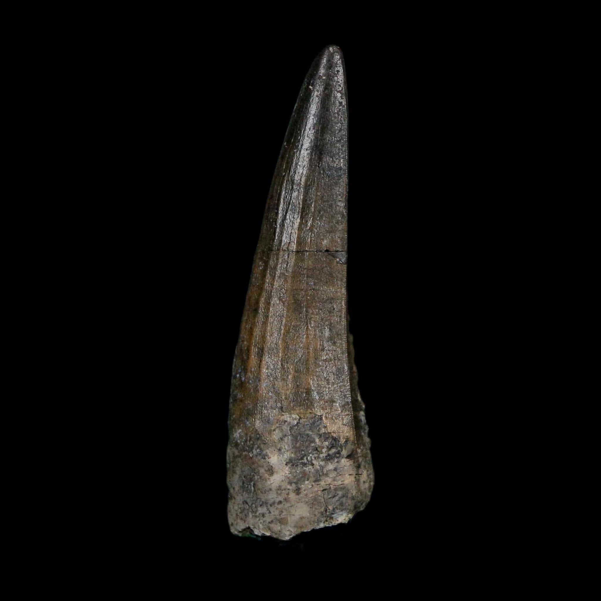 1.6" Suchomimus Fossil Tooth Cretaceous Spinosaurid Dinosaur Elraz FM Niger COA - Fossil Age Minerals